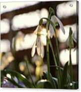 White Snowdrop In Golden Hours. Acrylic Print