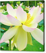 Beautiful White Lilly Flower Acrylic Print