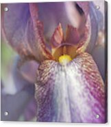 Beauty Of Irises. Madame Louis Aureau 1 Acrylic Print