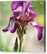 Beauty Of Irises. Raspberry Ribbon Acrylic Print