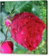 Beauty Of Red Rose Ii Acrylic Print