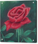 Beauty Of Rose Acrylic Print