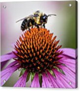 Bee Claiming The Flower Acrylic Print