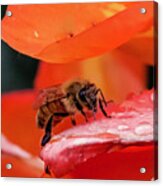 Bee Closeup Acrylic Print