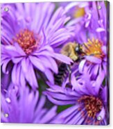 Bee In Purple Aster Acrylic Print