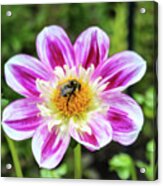 Bee On Flower Tote Acrylic Print