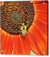 Bee On Sunflower 5 Acrylic Print