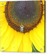 Bee On Sunflower 7 Acrylic Print