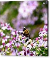 Bee-youtiful Asters Acrylic Print