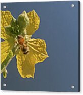Yellow Flower In The Blue Sky Acrylic Print