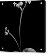 Begonia No. 4 Acrylic Print