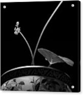 Begonia No. 1 Acrylic Print
