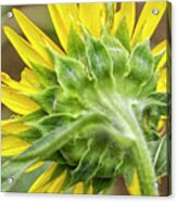 Behind A Sunflower In North Carolina Acrylic Print