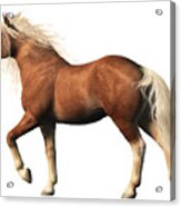 Belgian Horse Acrylic Print