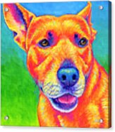 Fluorescent Orange Dog Acrylic Print