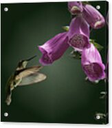 Bellflower Hummingbird Acrylic Print
