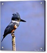 Belted Kingfisher Acrylic Print
