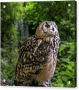 Bengal Eagle Owl Acrylic Print