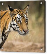 Bengal Tigress Portrait Acrylic Print