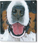Bernese Mountain Dog Mask 2 Acrylic Print