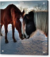 Best Friends - Two Horses Showing Each Other Some Affection In Winter Sunset Acrylic Print