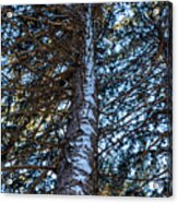 Beyond The Pine Acrylic Print