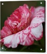 Bi-color Camellia Vi Acrylic Print