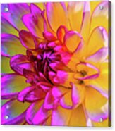 Bicolor Dahlia Acrylic Print