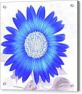 Blue Flower Power Acrylic Print