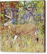 Big Buck Deer Just Passing Through Acrylic Print
