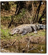 Big Gator - Congaree Creek Acrylic Print