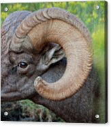 Big Horn Acrylic Print