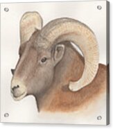 Bighorn Sheep Acrylic Print