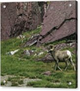 Bighorn Sheep On A Stroll Through Glacier National Park Acrylic Print