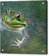 Bill The Bullfrog Acrylic Print