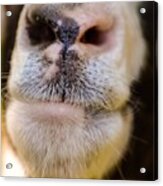 Billy Goat Lips Acrylic Print