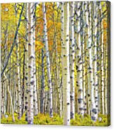 Birch Tree Grove In Autumn Yellow Color Acrylic Print