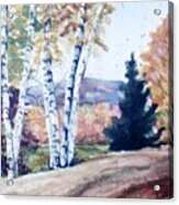 Birches In Autumn Acrylic Print