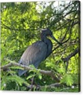 Bird In A Tree Acrylic Print