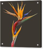 Bird Of Paradise - Flower - Transparent Acrylic Print