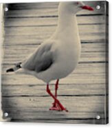 Bird On A Boardwalk Acrylic Print