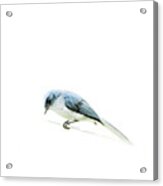Bird On A Wire Acrylic Print
