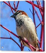 Bird On Red Branches Acrylic Print
