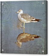 Bird Reflection Acrylic Print