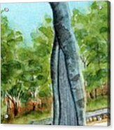 Birdyulang Marara - Wiradjuri Old Scar Tree Acrylic Print