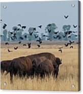 Bison And Birds Panorama Acrylic Print