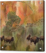 Bison Herd Watching Acrylic Print