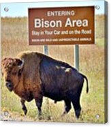 Bison, In Iowa Acrylic Print