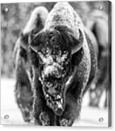 Bison In Snow Acrylic Print