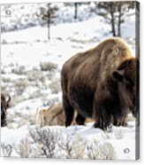Bison In The Snow Acrylic Print